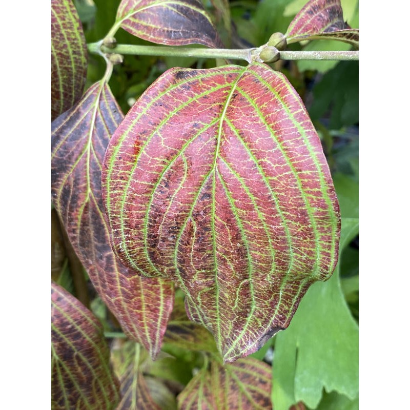 Cornus mas 'Kasanlaker' - autumn colour