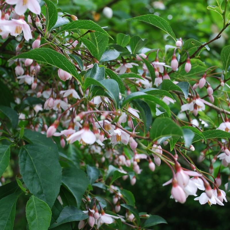 Styrax japonica 'Pink Chimes' - masses of pink flowers in early summer