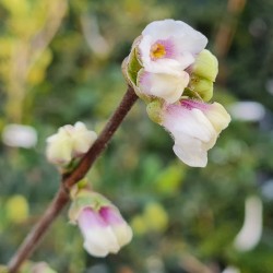 Lonicera setifera 'Daphnis' - flowers in mid winter