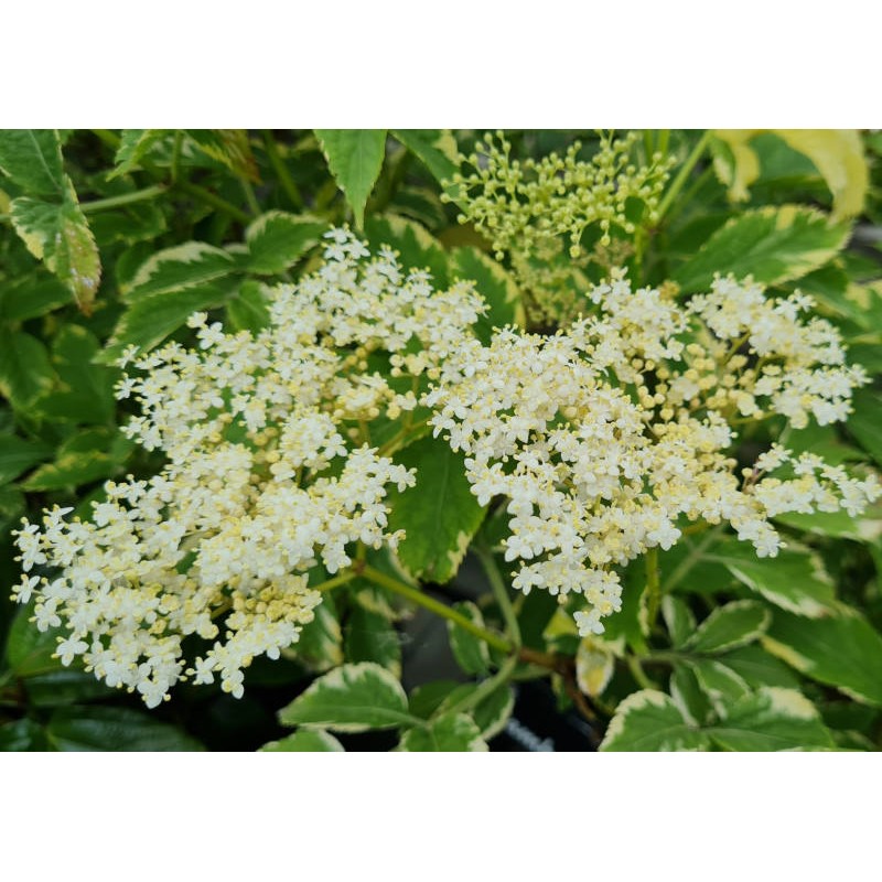 Sambucus nigra 'Golden Spark' - flowers in Summer