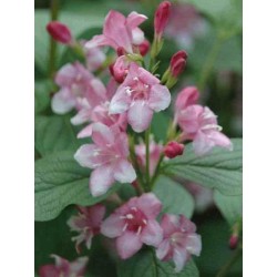 Weigela 'Styriaca' - beautiful pink summer flowers