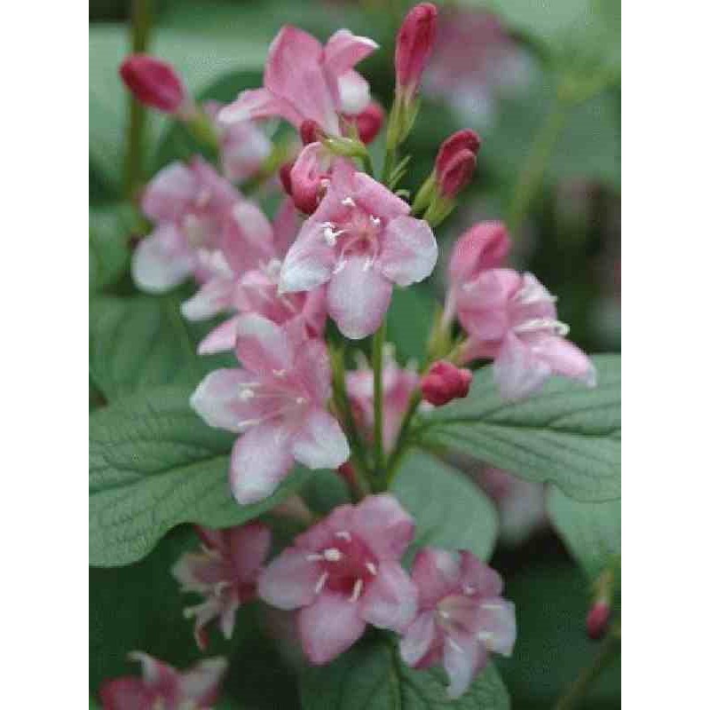 Weigela 'Styriaca' - beautiful pink summer flowers