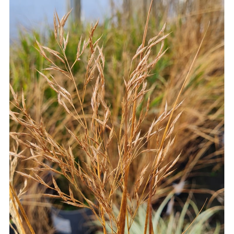 Hakonechloa macra - flowers in winter