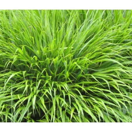 Hakonechloa macra - bright green summer foliage