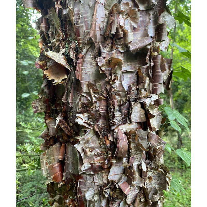 Betula dahurica 'Maurice Foster' - beautiful peeling bark on an established tree
