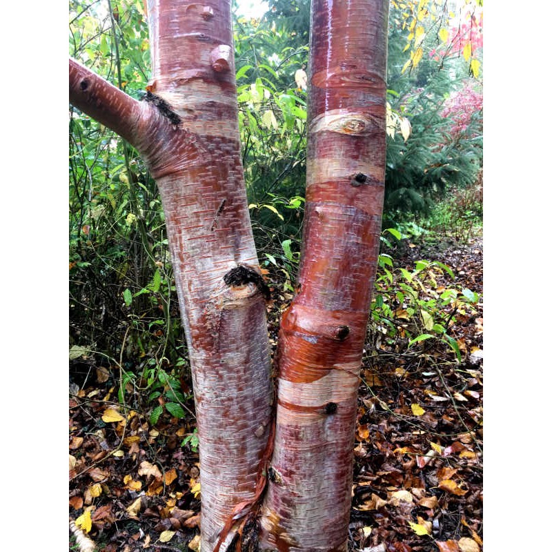 Betula albosinensis 'Conyngham' - beauiful pink and creamy white bark once established