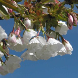 Prunus x yedoensis