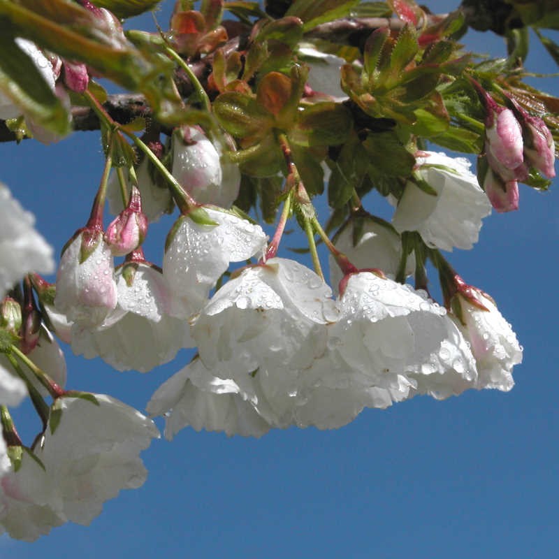 Prunus x yedoensis
