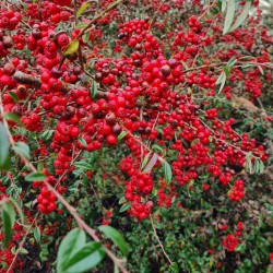 Cotoneaster cooperi 'Nicolette' - masses of red winter berries