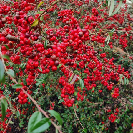 Cotoneaster cooperi 'Nicolette' - masses of red winter berries Cotoneaster cooperi 'Nicolette' - masses of red winter berries