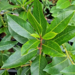 Arbutus × andrachnoides - dark green leaves