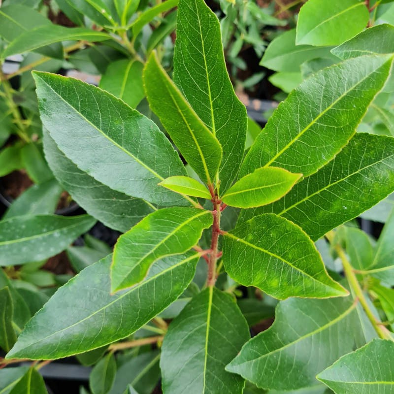 Arbutus × andrachnoides - dark green leaves Arbutus × andrachnoides - dark green leaves