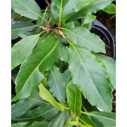 Hydrangea integrifolia - dark green leaves