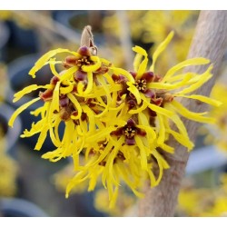 Hamamelis x intermedia 'Westerstede' - yellow flowers in February