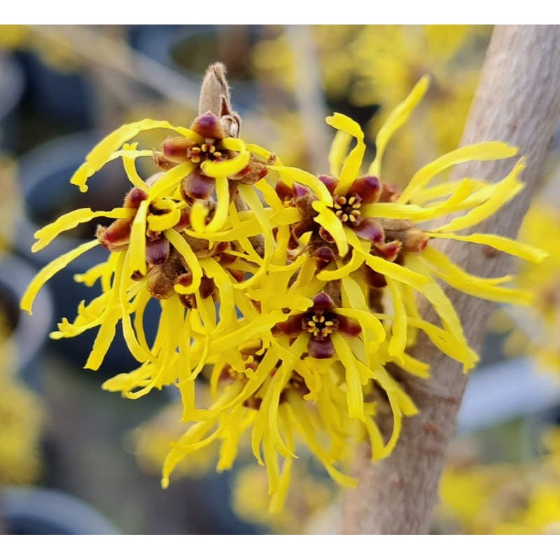 Hamamelis x intermedia Westerstede 9 cm achats avantageux sur