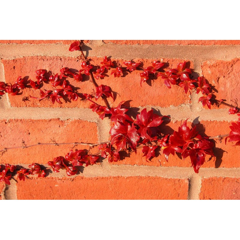 Parthenocissus tricuspidata 'Lowii' - bright red autumn colour