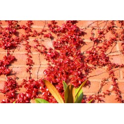 Parthenocissus tricuspidata 'Lowii' - autumn colour