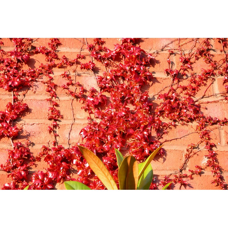 Parthenocissus tricuspidata 'Lowii' - autumn colour