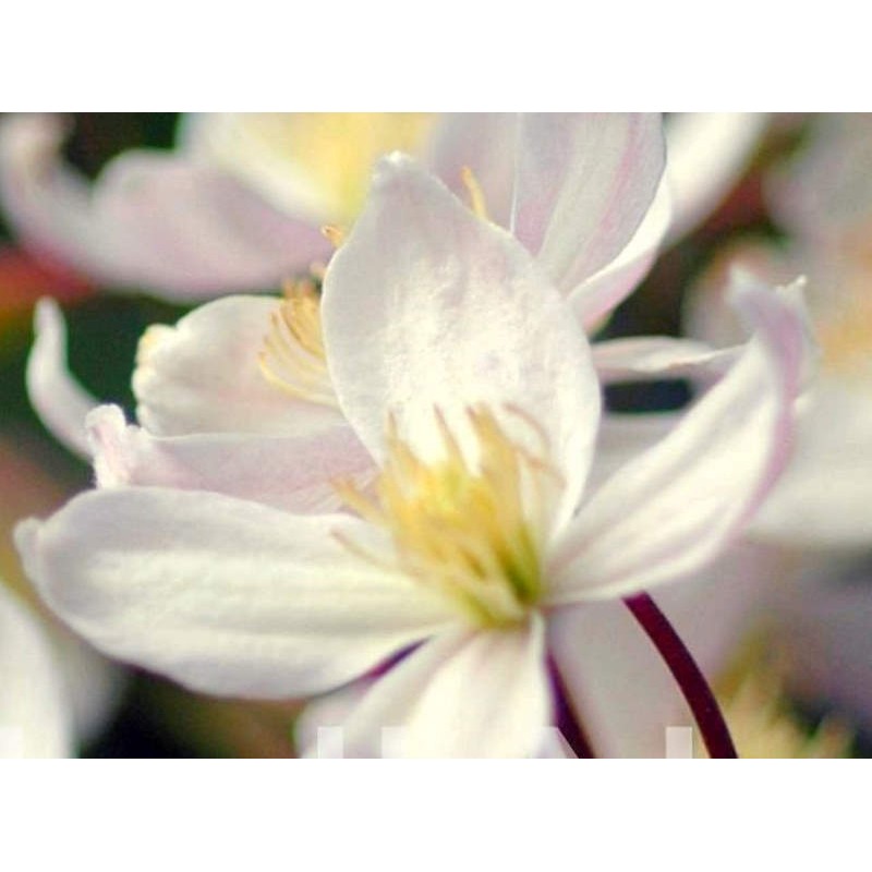 Clematis armandi 'Apple Blossom' - flowers