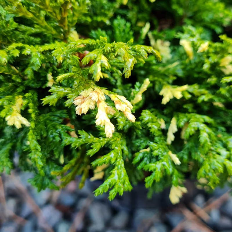 Chamaecyparis pisifera 'Nana Aureovariegata' - variegated cream and green foliage