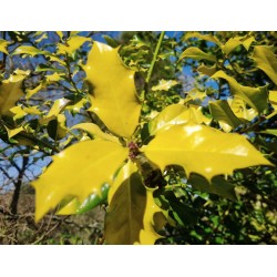 Ilex aquifolium 'Flavescens' - yellow young leaves in winter