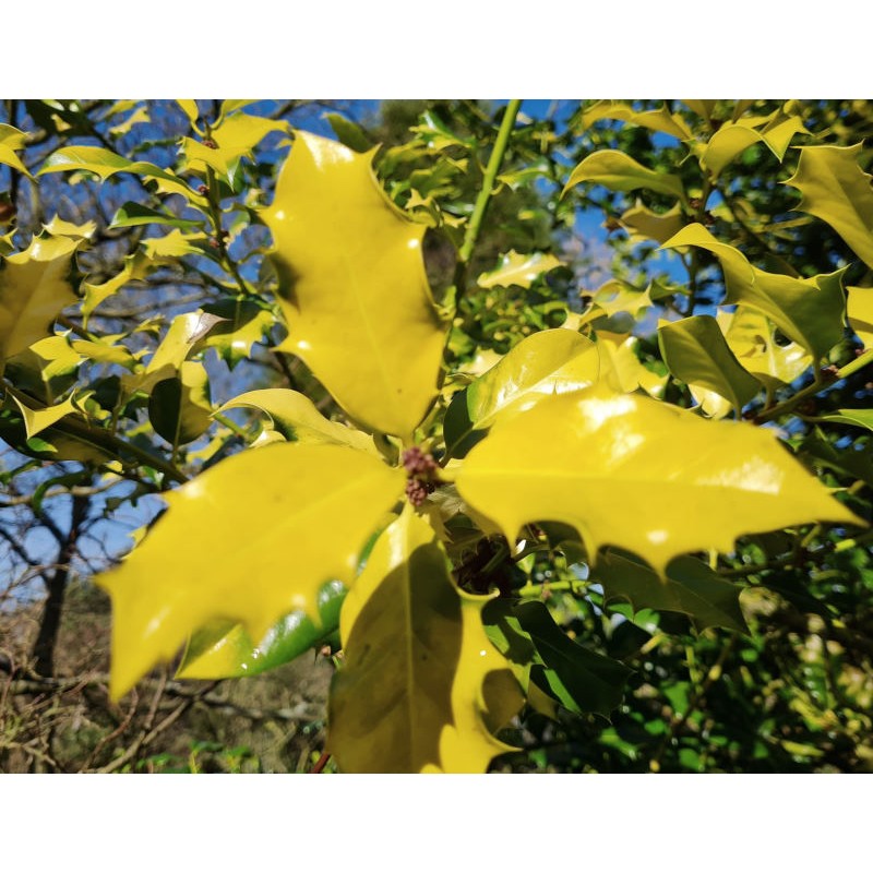 Ilex aquifolium 'Flavescens' - yellow young leaves in winter