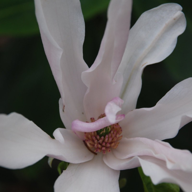 Magnolia x 'George Henry Kern' - spring flowers