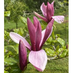 Magnolia liliiflora 'Nigra' - flowers in summer