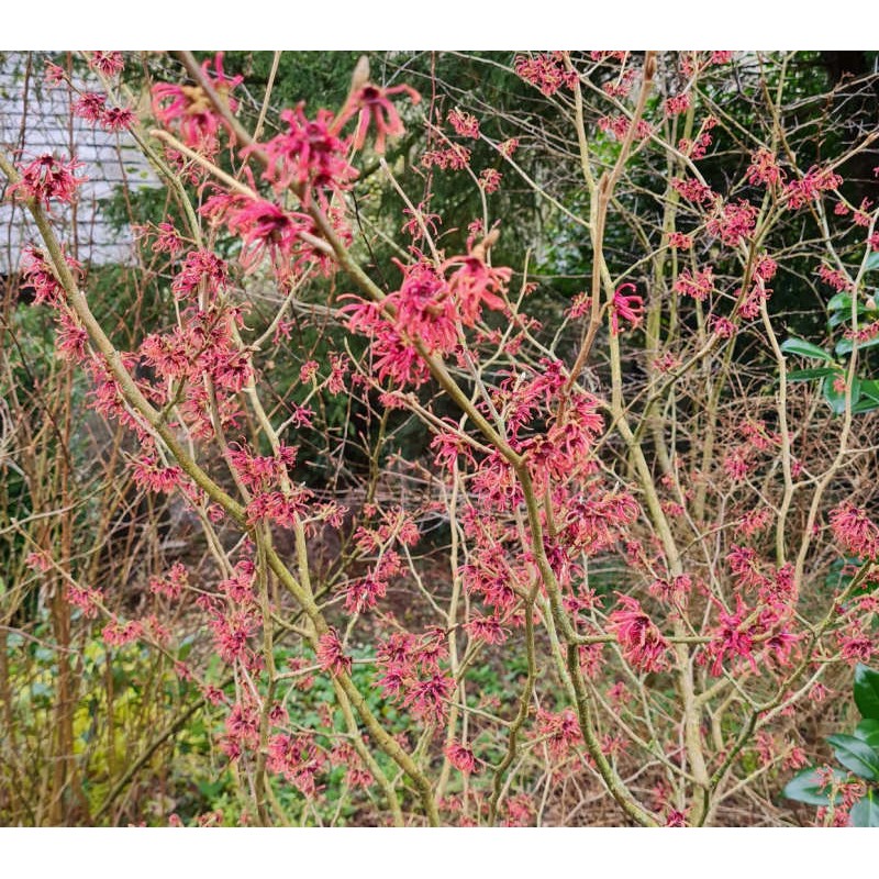 Hamamelis x intermedia 'Ruby Glow' - established plant flowering in Feb
