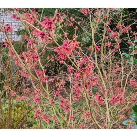 Hamamelis x intermedia 'Ruby Glow' - established plant flowering in Feb Hamamelis x intermedia 'Ruby Glow' - established plant flowering in Feb