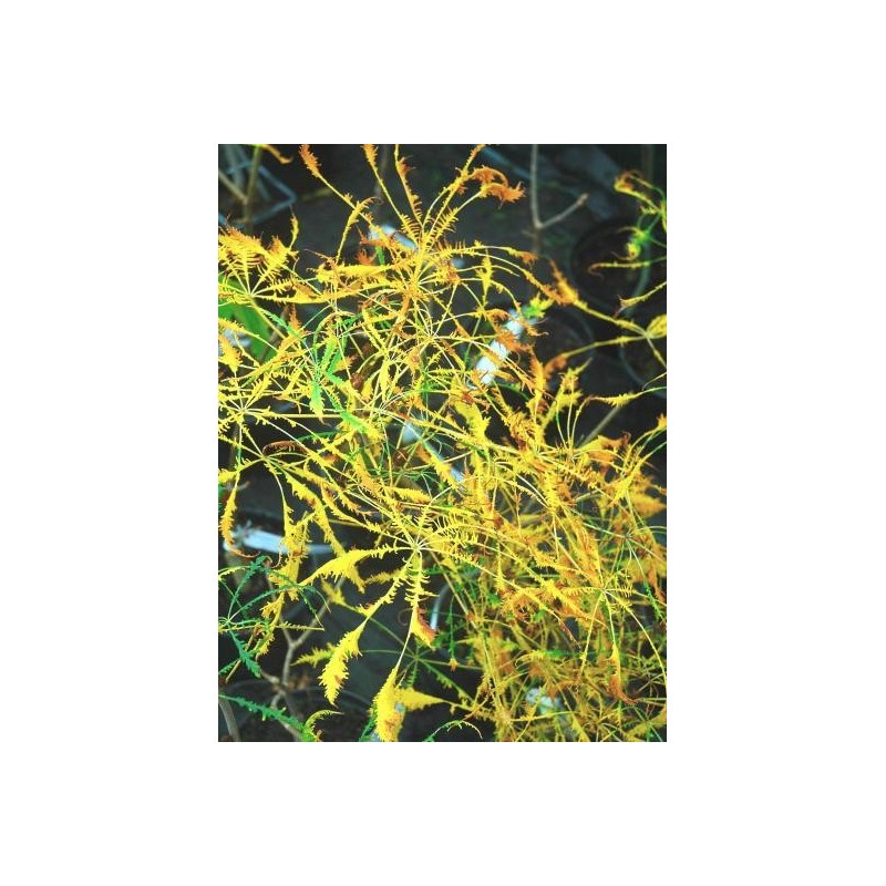 Aesculus hippocastanum 'Laciniata' - autumn colour