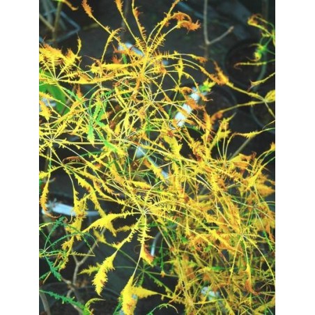 Aesculus hippocastanum 'Laciniata' - autumn colour Aesculus hippocastanum 'Laciniata' - autumn colour