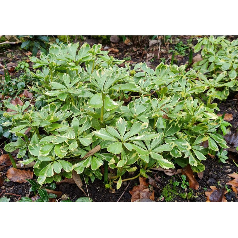 Pachysandra terminalis 'Variegata' - variegated leaves in winter