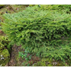 Picea abies 'Nidiformis' - established plant