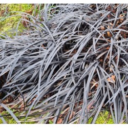 Ophiopogon planiscapus 'Black Beard' - established specimens