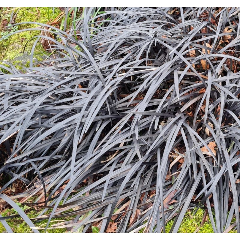 Ophiopogon planiscapus 'Black Beard' - established specimens