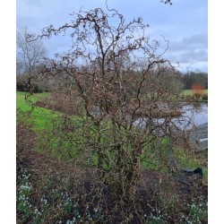 Corylus avellana 'Contorta' - established plant