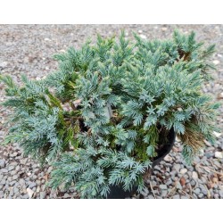 Juniperus squamata 'Blue Star' - foliage in winter