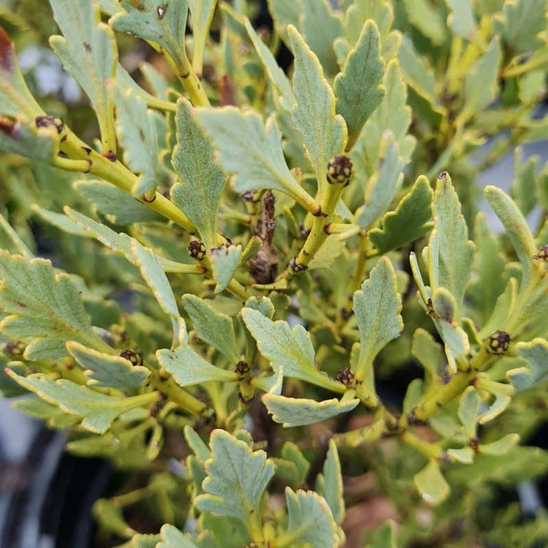 Phyllocladus alpinus 'Blue Blades' - leaves in winter