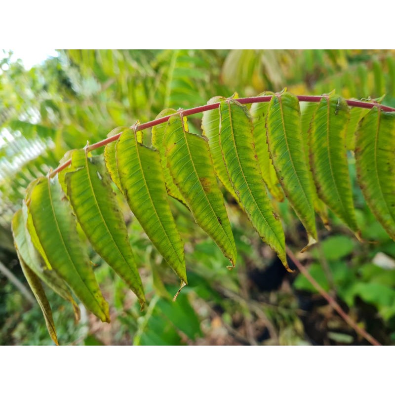 Rhus typhina - leaves in late summer starting to change colour for autumn