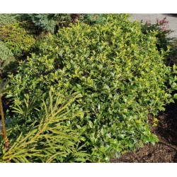 Osmanthus heterophyllus 'Goshiki' - established plant