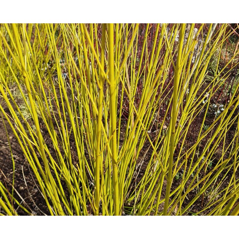 Cornus stolonifera 'Flaviramea' - masses of vivid yellow-green winter stems on an established plant