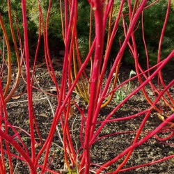 Cornus alba 'Sibirica' - vivid winter red stems