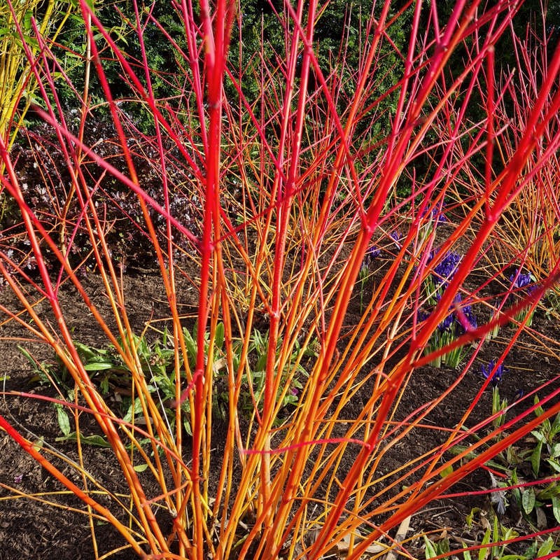 Cornus sanguinea 'Anny's Winter Orange' - winter stems