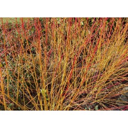 Cornus sanguinea 'Midwinter Fire' - group of established plants