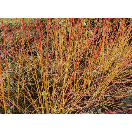 Cornus sanguinea 'Midwinter Fire' - group of established plants Cornus sanguinea 'Midwinter Fire' - group of established plants