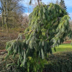 Pinus strobus 'Pendula' - established plant