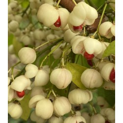 Euonymus hamiltonianus 'Popcorn'