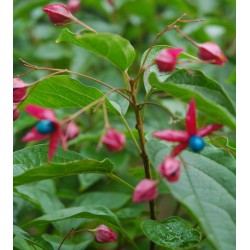 Clerodendrum trichotomum 'Purple Blaze'- fruit