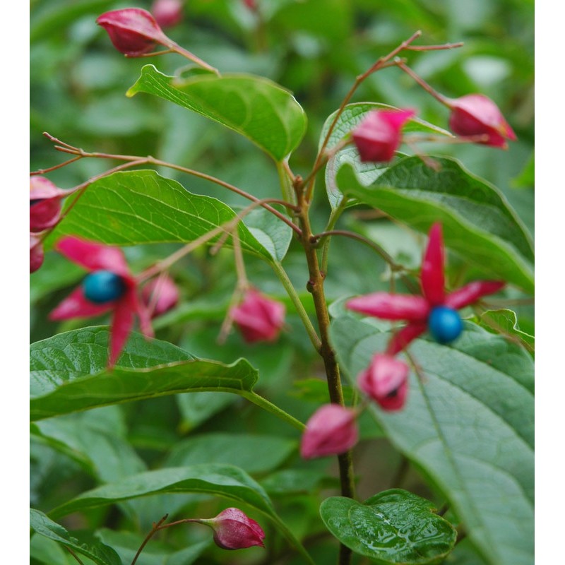 Clerodendrum trichotomum 'Purple Blaze'- fruit